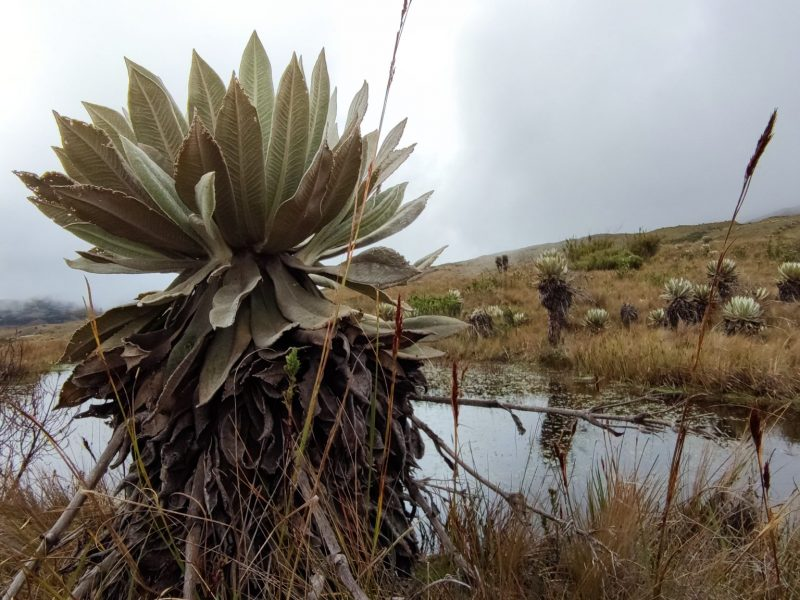 🌿 El Sistema Nacional de Áreas Protegidas (SINAP) es más que un conjunto de espacios naturales. Es la integración de áreas protegidas, actores sociales, estrategias e instrumentos de gestión que contribuyen al cumplimiento de los objetivos de conservación del país.  🧵👇