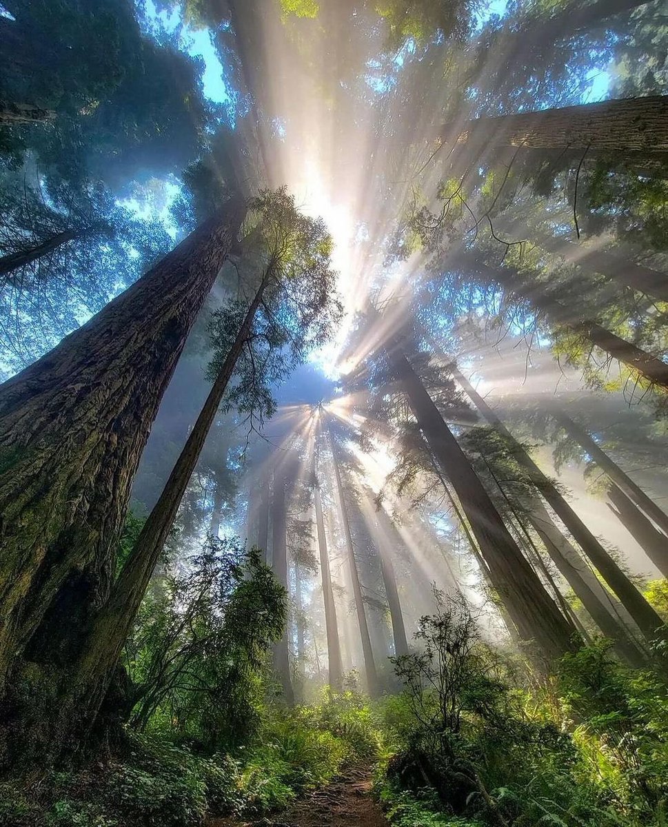 Redwoods National Park