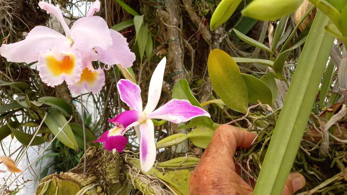 orquibor's tweet photo. Violacea semialba Striata. Cultivo Cesar Fernández a 990 msnm. San Cristóbal, Táchira. #orquibor #orquibor2816 #violacea #orquídeas #orchids #orquideasbrasil https://t.co/PUaol9QMqN