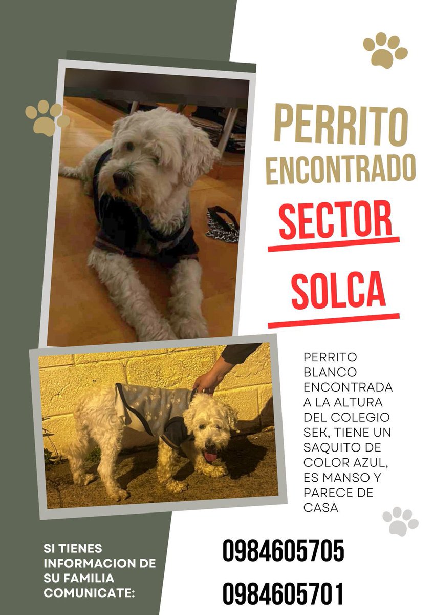 maryale92's tweet photo. #perritoperdido #quito #perros https://t.co/SSRclPS3i6