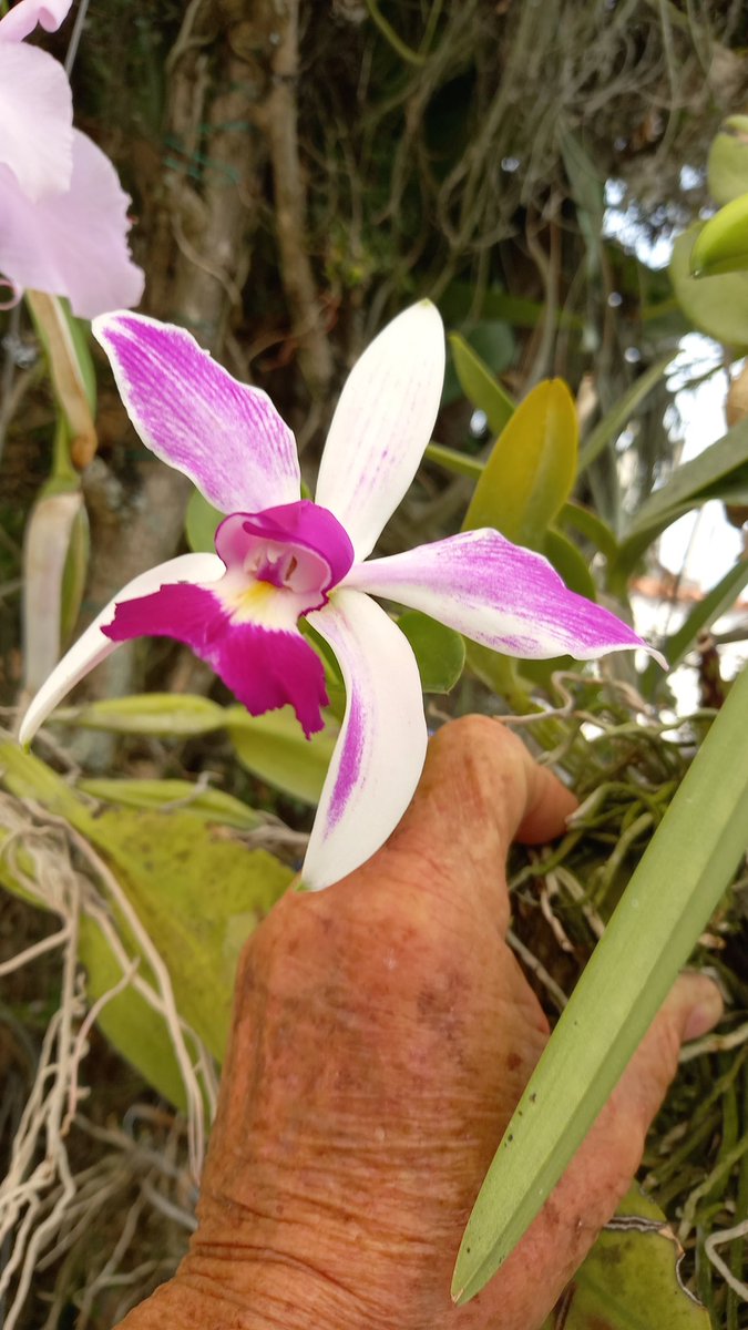 orquibor's tweet photo. Violacea semialba Striata. Cultivo Cesar Fernández a 990 msnm. San Cristóbal, Táchira. #orquibor #orquibor2816 #violacea #orquídeas #orchids #orquideasbrasil https://t.co/PUaol9QMqN