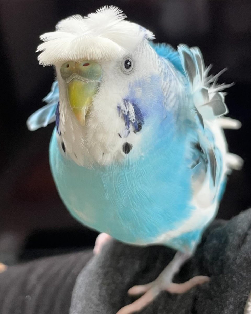 chikory_chikory's tweet photo. 羽衣セキセイインコの凪（なぎさ）。３歳8ヶ月です。1枚目はここ最近のろうまく。2枚目は今年の1月末。明らかに色が違います。

毎日発情していたのに、ピタッと止まりました。そしたら、鼻の色が変わっていました。
精巣腫瘍かもと思い、診察してもらいました。 https://t.co/1tauU0stdr