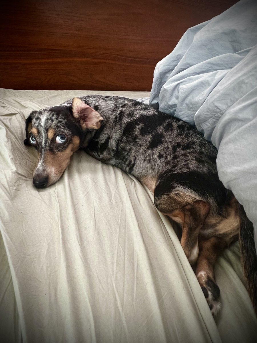 DachshundWizard 🧙♂️ tweet media