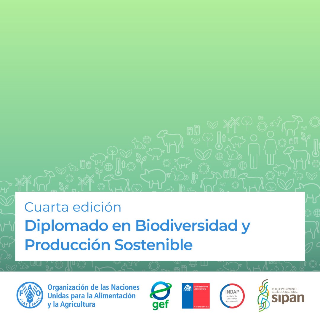 La @FAO y @MinagriCL a través del @INDAP_Chile y @ODEPA, anuncian la puesta en marcha de la 4ta edición del Diplomado “Biodiversidad y Producción Sostenible: conservación y enfoque territorial”. 👨‍🎓💻 Para postular: lc.cx/yIoXTw Más cursos en: capacitacion.fao.org