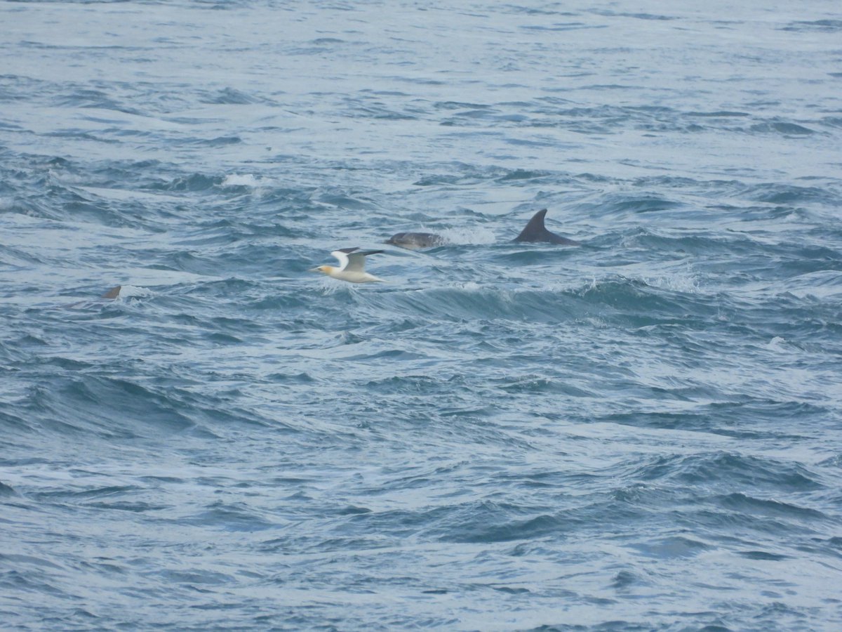 AlderneyWT tweet media