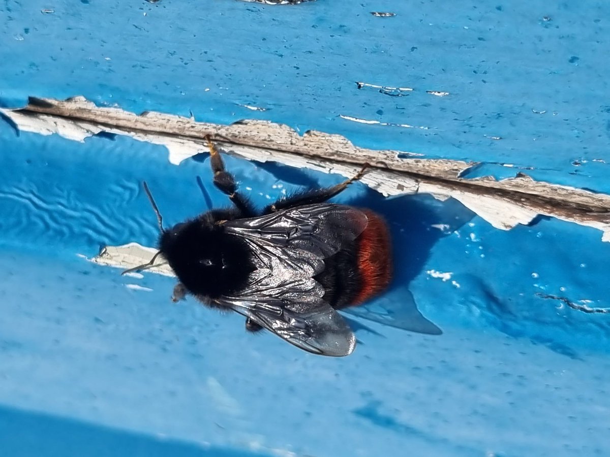 AlderneyWT tweet media