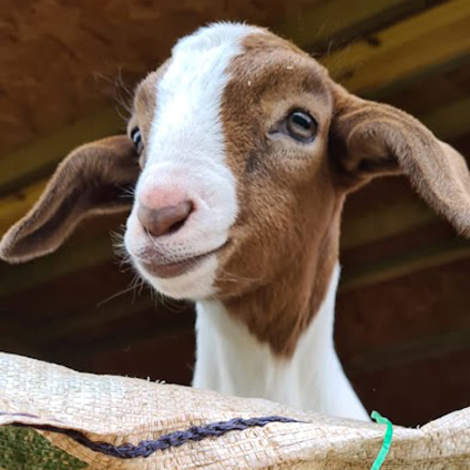 🎉Happy 1st Birthday Romeo 🎈🎈 He enjoyed some lovely birthday treats🎁 this morning! ❤️ #occombefarm #birthday #1stbirthday #goatkid