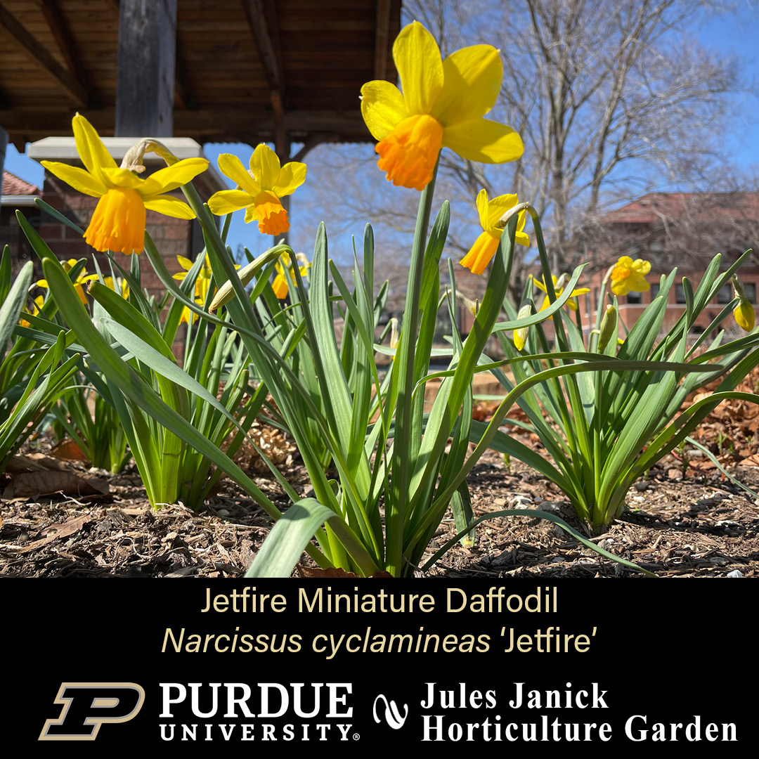 This week in the Jules Janick Horticulture Garden: Jetfire Minature Daffodils blowing in the breeze! #JJHGTuesday #PurdueHortLA #PurdueAg