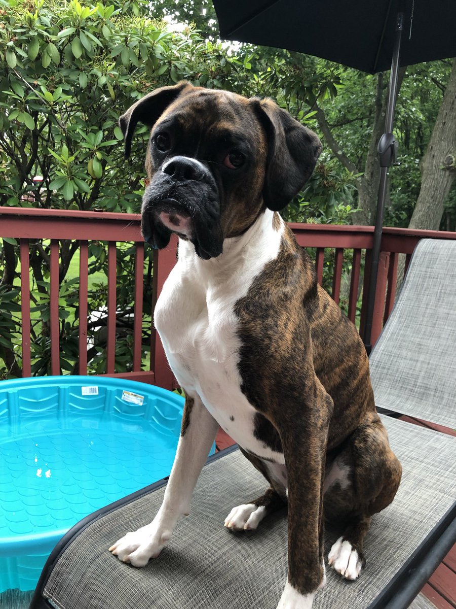 Max the Boxer tweet media