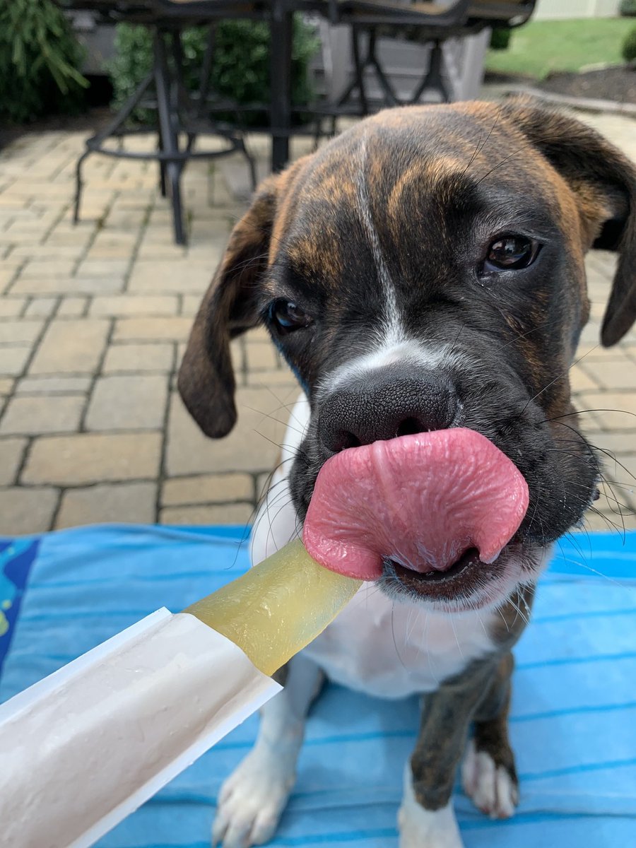 Max the Boxer tweet media