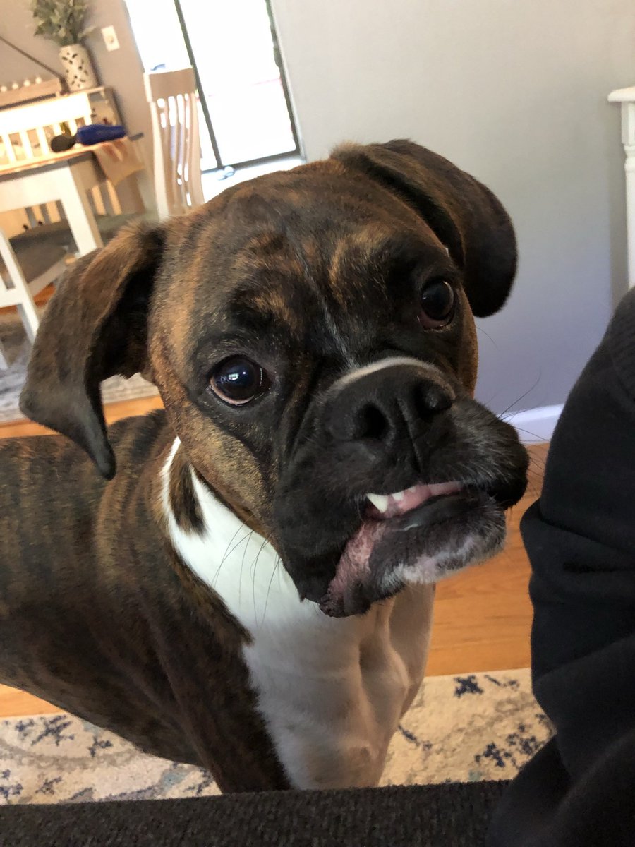 Max the Boxer tweet media