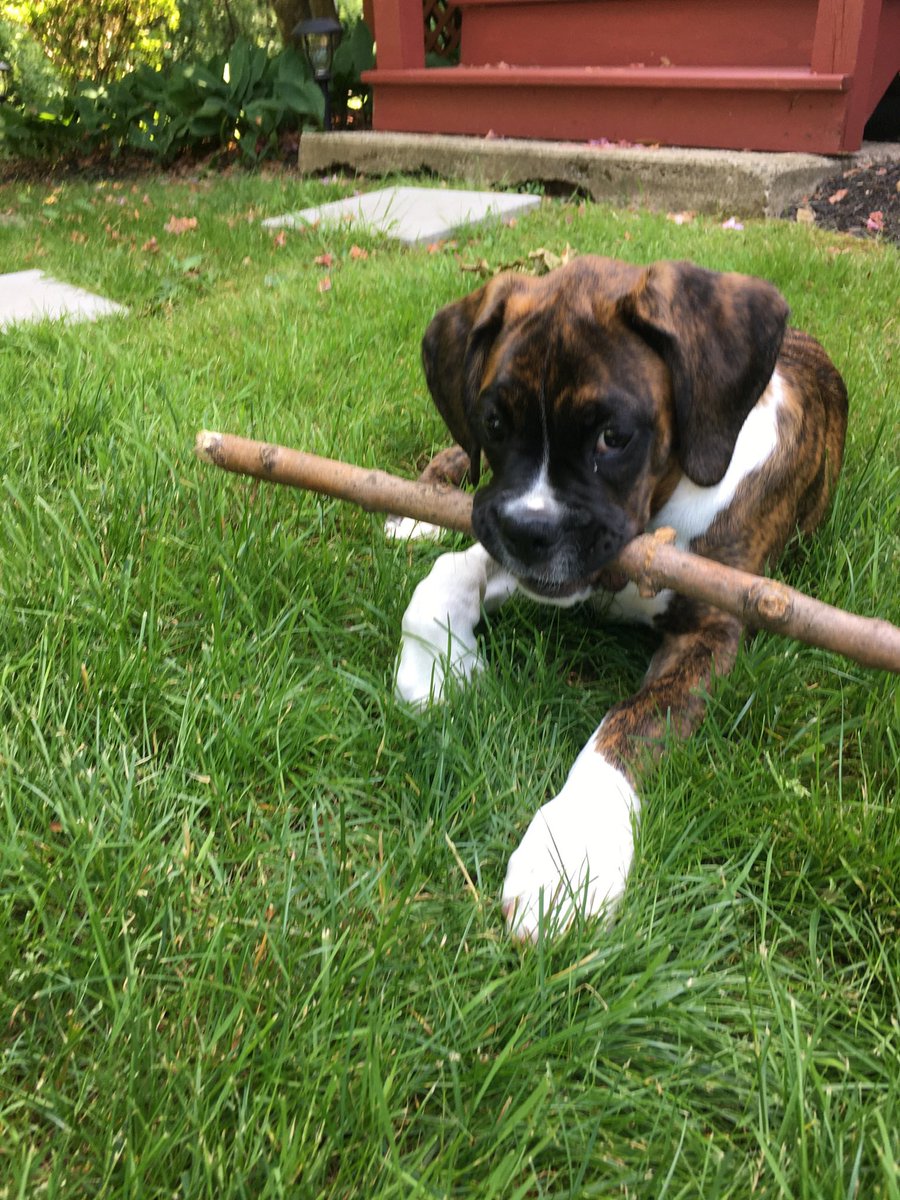 Max the Boxer tweet media