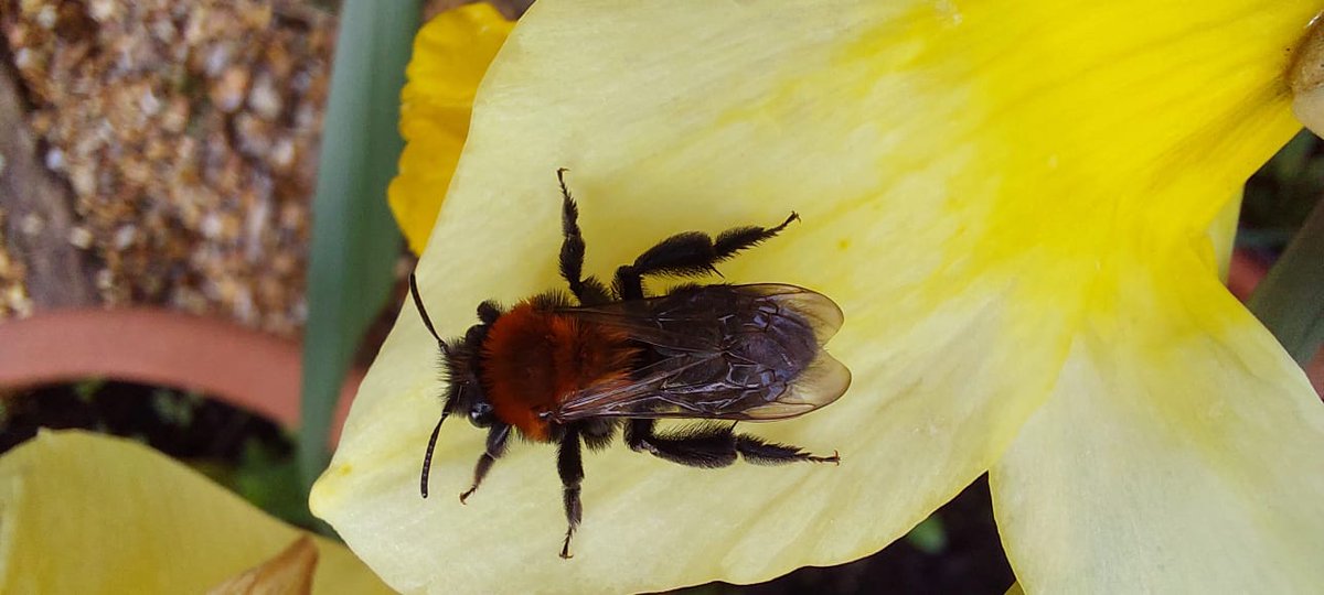Some photos of our sightings this week: Bottlenose Dolphin, Peacock Butterfly, Red-tailed Bumblebee and Cliff Mining Bee.