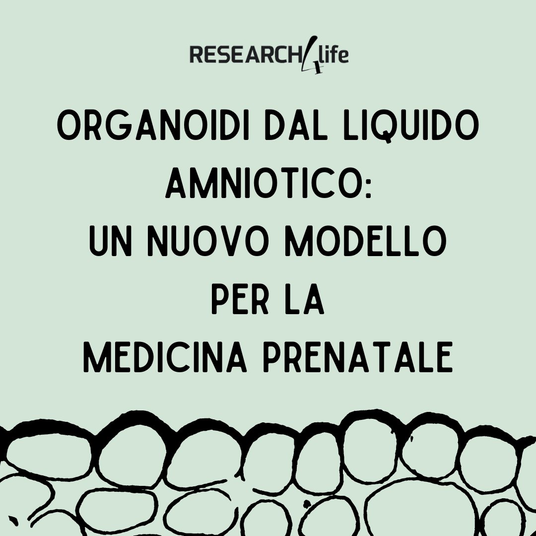 Uno studio descrive lo sviluppo di organoidi da cellule del liquido amniotico, evidenziandone il potenziale per monitorare lo sviluppo del feto e supportare diagnostica e #medicina prenatale. Ce ne parlano gli autori @GerliLab e @paolodecoppi research4life.it/organoidi-dal-…