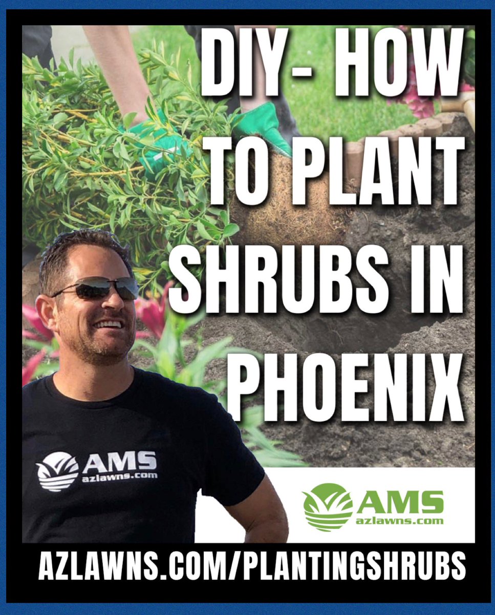 DIY - How to Plant Shrubs
.
See full video blog on the property way to plant new shrubs in Phoenix.
.
azlawns.com/plantingshrubs
.
#plantingshrubs #desertplants #desertlandscaping #azlife #desertliving #azliving #desertlife #KeepingYardsEnjoyable #azlawns #amslandscaping #lawncare