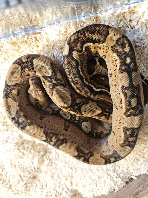 Kocham was!!!!!❤️❤️❤️❤️  Ps lubicie precle? https://t.co/CGjLRBvf3U<a href="/tag/teampawlak"class="tags"><span>#teampawlak</span></a>