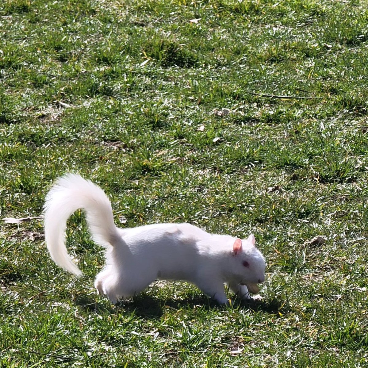 Redtails follow me everywhere. We went to DC &amp; this bird landed above us while we enjoyed a snack. Then he flew over and visited with Lincoln. We also saw an albino squirrel on the national mall that I was definitely eyeballing too hard  👀