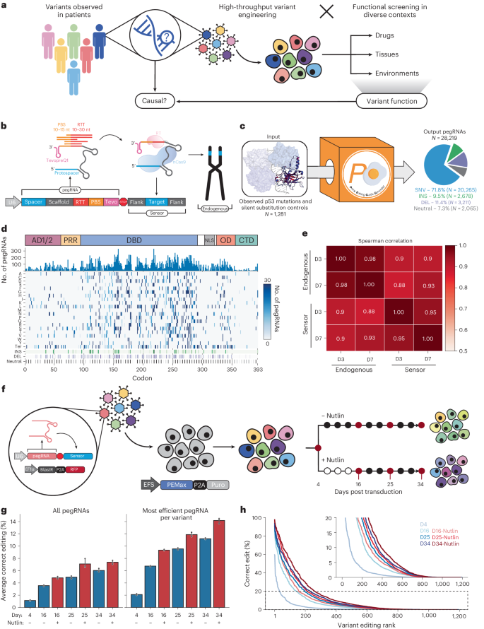 High-throughput evaluation of genetic variants with prime editing sensor libraries go.nature.com/49Q1WCQ