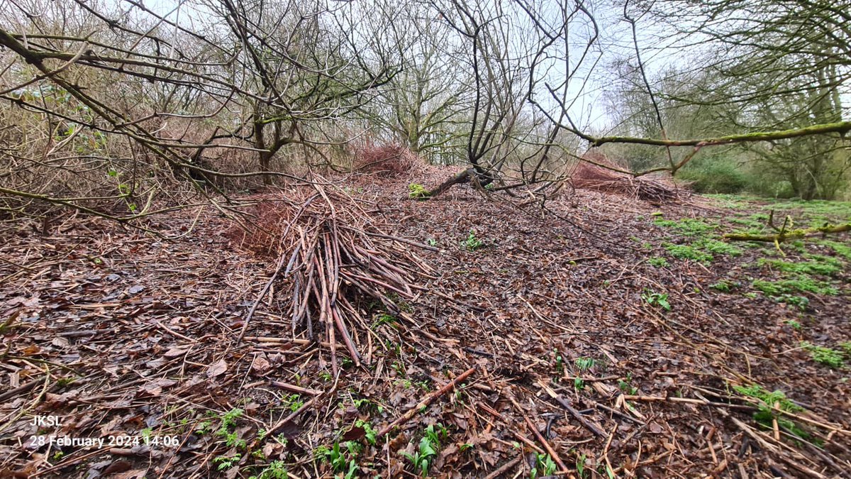 JKSLKate's tweet photo. Big task for our site team working on one of my February projects. Making our way through a huge Japanese knotweed area in Birmingham to make life easier come the initial chemical treatment in the growing season later this year. Looks great guys👍🏼 https://t.co/xTwVgETM0J