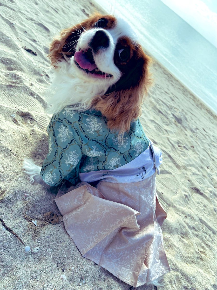 KOTARO202001's tweet photo. またまたお久しぶりでございます🐶

正月からの小太郎の様子だけでもと思い投稿致します！
#犬の��る生活 #キャバリア #犬好きと繋がりたい #キャバリア好きと繋がりたい https://t.co/OW9tuTGTOA