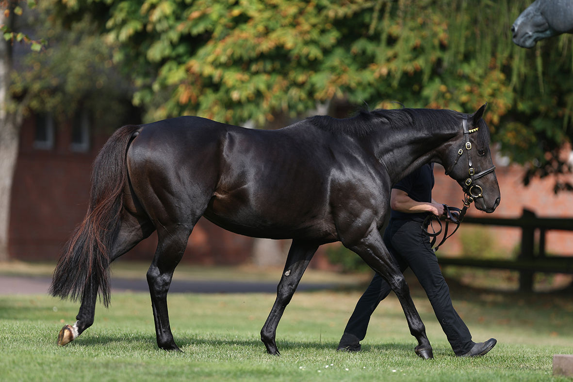 💫 More glory at the highest level for the progeny of @coolmorestud's MAXIOS (pic) 💫 GAELIC WARRIOR wins the Gr.1 Arkle Chase for trainer @WillieMullinsNH. Bred by The Niarchos Family, the 6YO gelding was purchased @BBAG_Sales for €9,000. Pedigree review in tonight's EBN