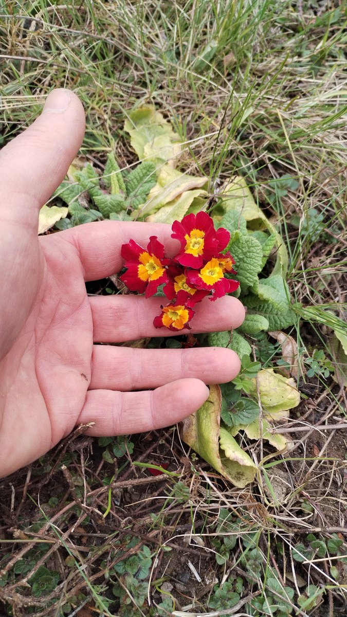 InDiaVeritas, ▁▂▃▄▅▆▇ 100% tweet media