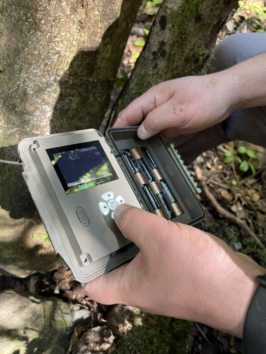 ✅ Instalamos cámaras trampa para conocer la fauna que habita un bosque nativo en el valle de #Panguipulli. 

🐾🦨🦊 Las cámaras registrarán dia y noche los animales que vendrán al arroyo en busca de agua.

📸 Esperamos pronto compartir las imágenes que capturen nuestras cámaras.