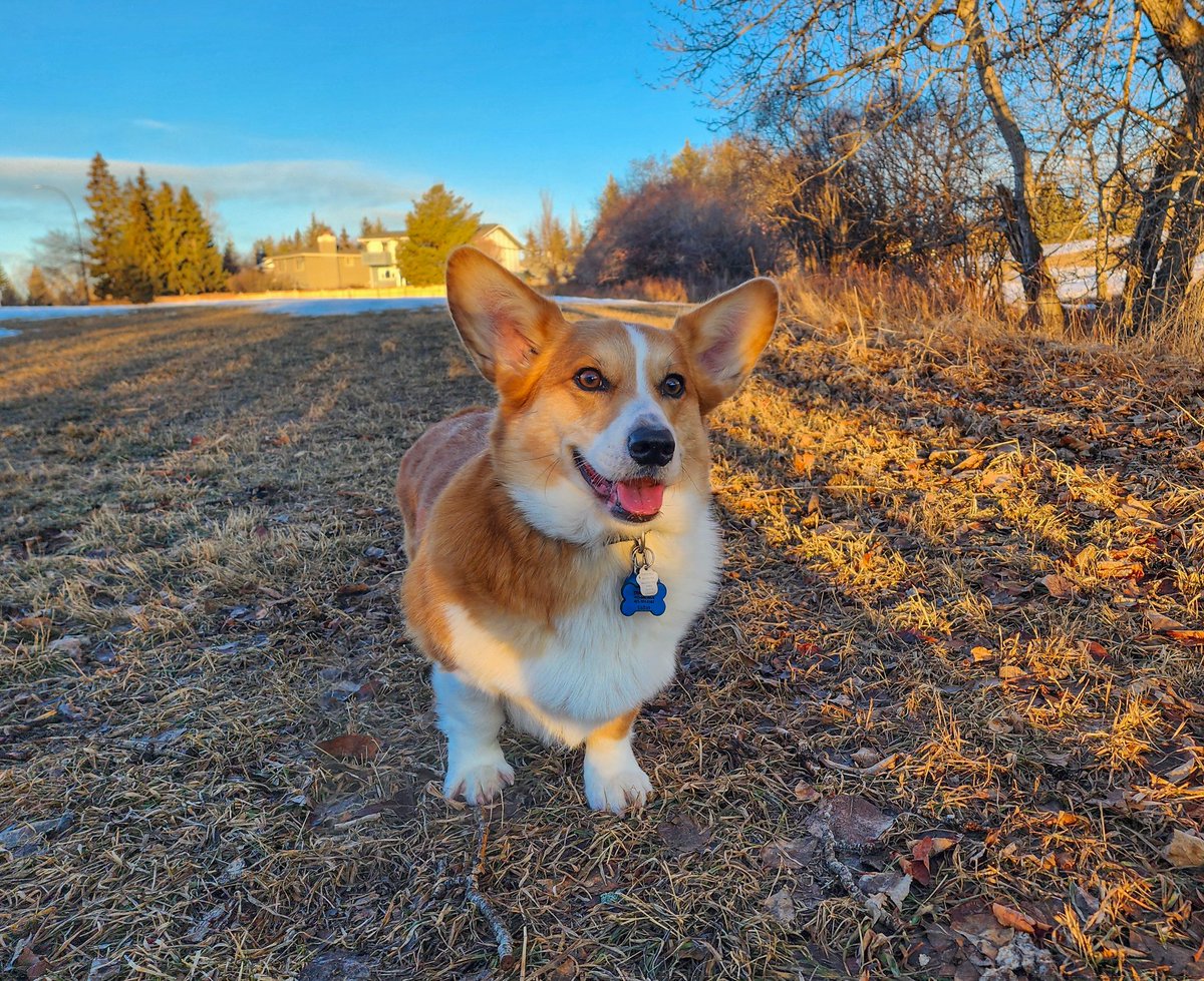 Rockyscrazylife's tweet photo. You remember grass? Grass is back!!! Happy cheeky tongue out Tuesday friends!!! https://t.co/I9aZNeHayi