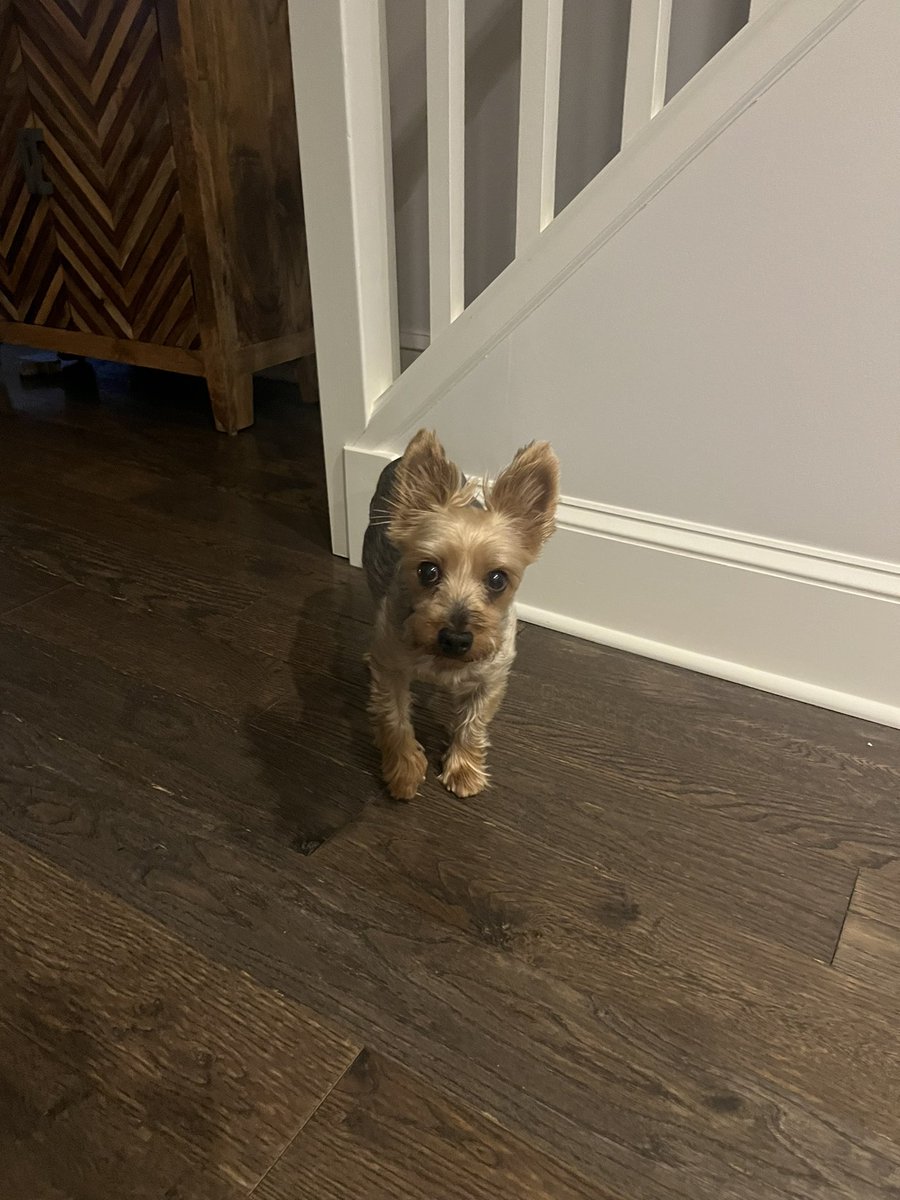 Gomery_Yorkie's tweet photo. Good morning friends! Thank you for all the well wishes. Hopefully the doctor goes well tomorrow! Here I am this morning asking mommy for a treat 🤗 https://t.co/8qEMun1vL1