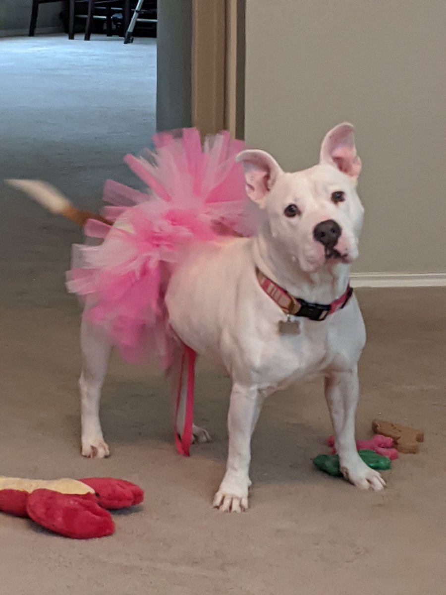 BHDinTX's tweet photo. I'm just Blanche https://t.co/wLpWnqBYZi