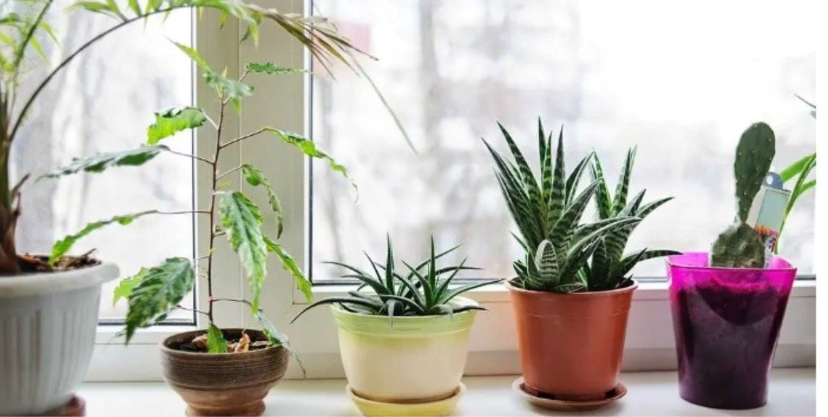 Cómo elegir la maceta perfecta dlvr.it/T3ymWK