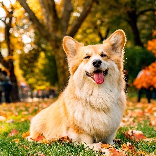 Corgi lover community (@jaredkhall51384) on Twitter photo 