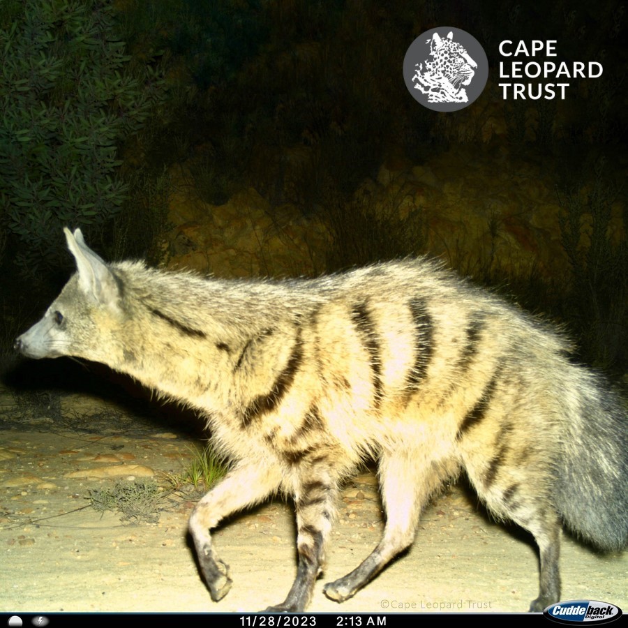 An attractive #aardwolf (Proteles cristatus) from the #Cederberg for this week’s @capeleopardtrst #CamTrapChronicles🐾 
Read more about this fascinating cousin of the #hyaena on our FB&amp;IG profiles!
#TrailcamTuesday #aardwolf #wildlife #biodiversity #insectivore <a href="/HyaenaSG/">IUCN SSC Hyaena Specialist Group</a>