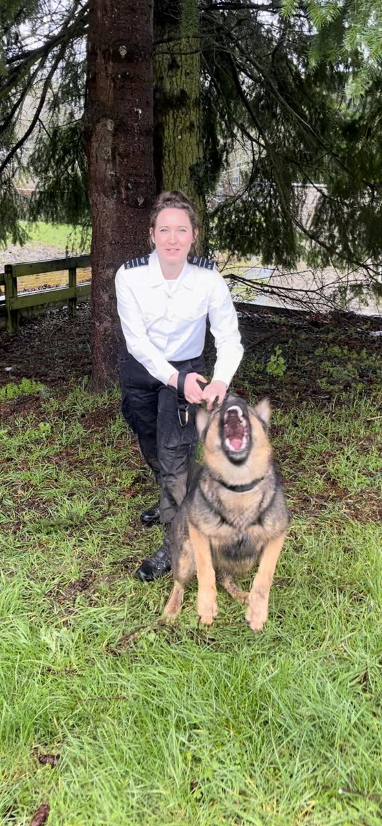 Congratulations on a successful but wet initial license to GPD Rocco & GPD Coco and thier handlers, both teams will be working at @hmpbelmarsh 👏👏👏
#MOJ #hmpps #workingdogs #servicedogs #nationaldogtrainingcentre #NDTC