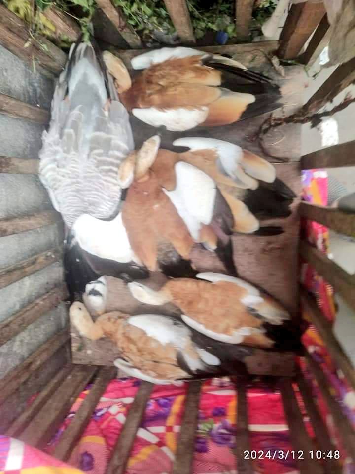 Migratory birds have been killed by poachers in a large number in the Rangsali Dalani (near Sixth Addition of Kaziranga National Park) of Bargang forest office area under Biswanath division.

Does forest department know about this terrible destruction? Will dept take any action?