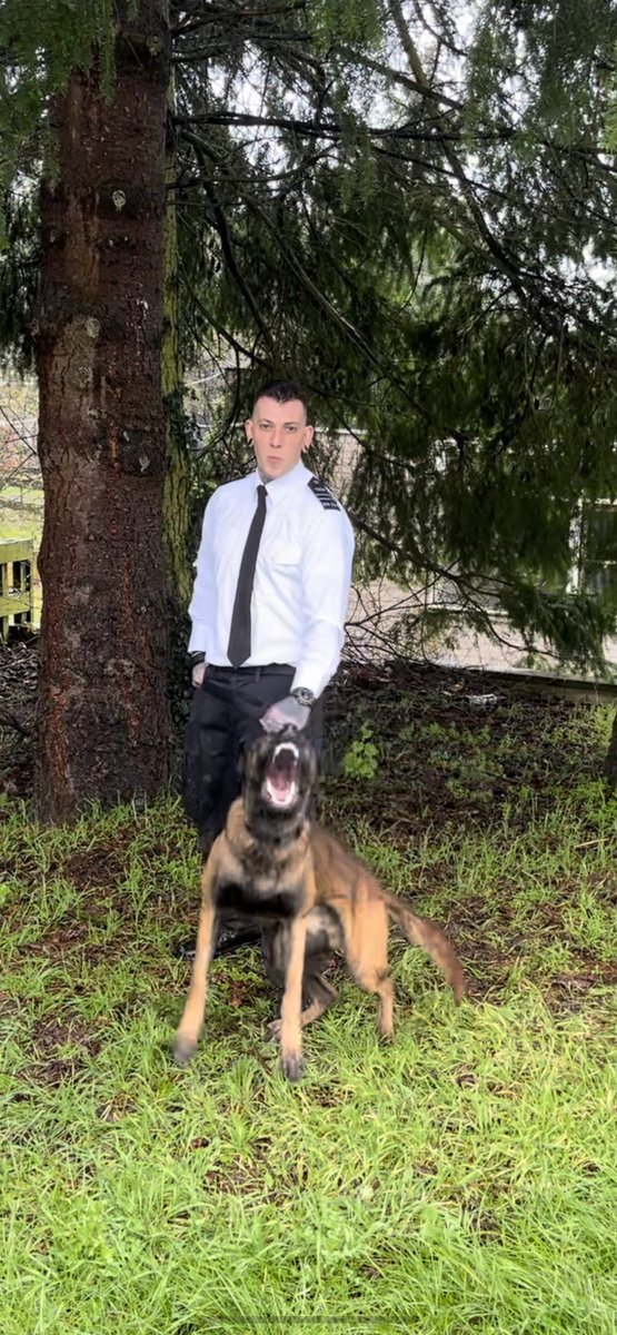 Another successful initial
License goes to GPD Odin and his handler passing this morning at @hmpbelmarsh NDTC. This team will be helping to keep  @HmpManchester safe going forward. Congratulations 👏👏👏 #MOJ #hmpps #servicedogs #Workingdogs #NDTC