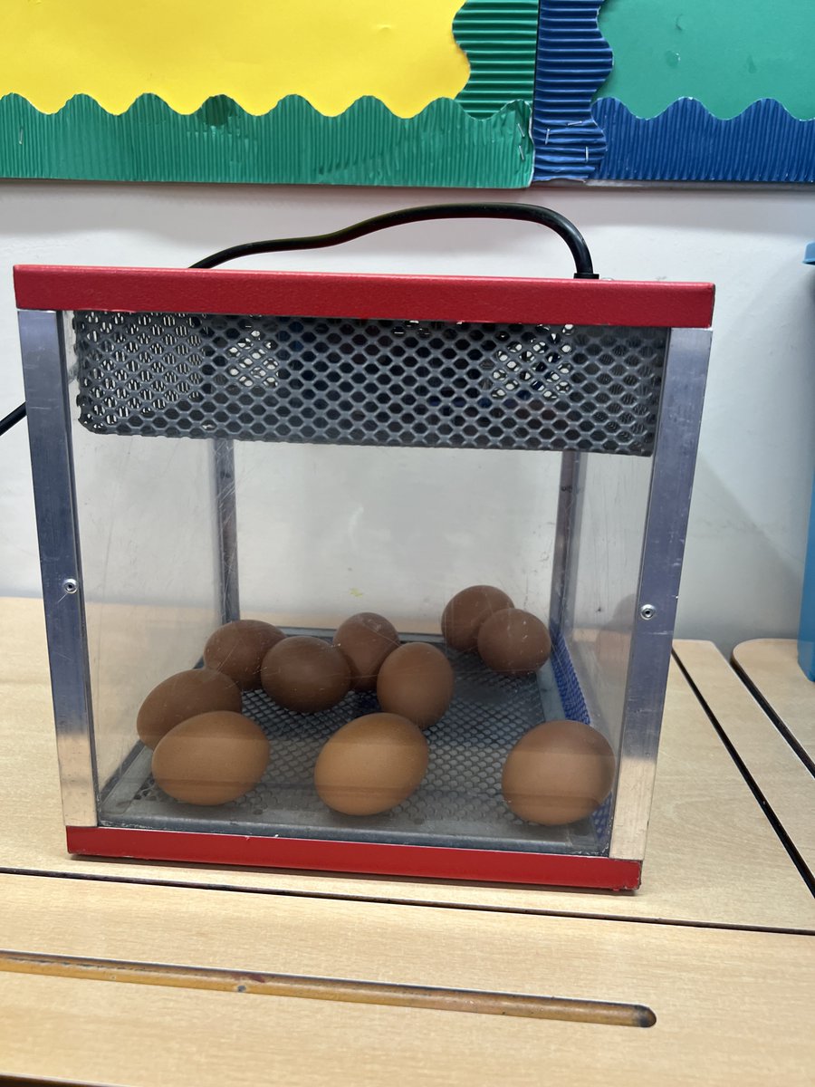 JubileePrimary's tweet photo. We are super EGG-CITED!! Our live chick eggs have arrived and will be hatching in a few days! Watch this space for lots of photos and updates #livechicks #chickwatch https://t.co/jqlEh2FVUa