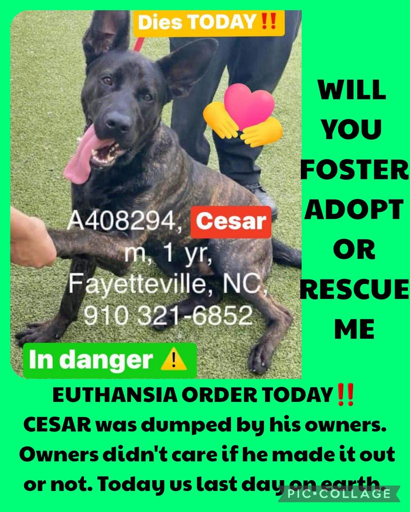 EUTHANSIA ORDER TODAY‼️ CESAR was dumped by his owners. Owners didn't care if he made it out. Today is last day on earth. #A408294 1 yr Shepherd mix 94lb Neutered Hw pending Cumberland Cnty Fayetteville NC 910-321-6852 #rescue #adopt #dogs #deathrowdogs   #deathrow #codered