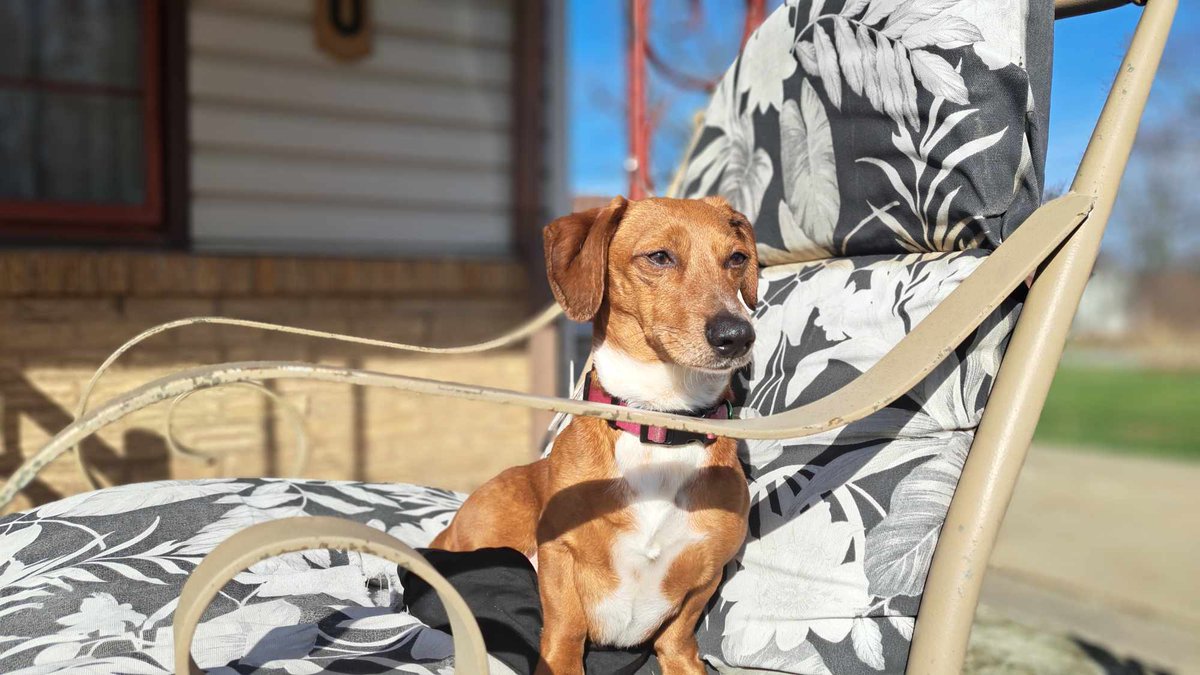ThisIsSnoopDog's tweet photo. #DachshundFromOhio #Dachshund #DogsofOhio #DogsOfTwitter https://t.co/HBktn5Wjxb