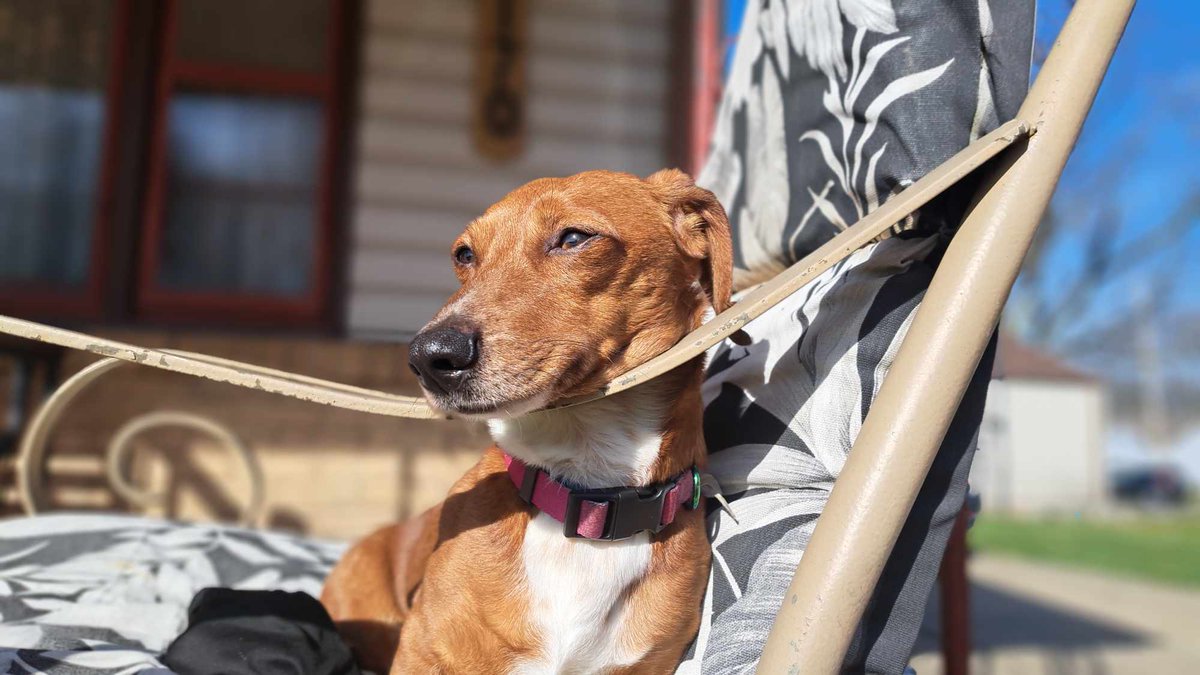 ThisIsSnoopDog's tweet photo. #DachshundFromOhio #Dachshund #DogsofOhio #DogsOfTwitter https://t.co/HBktn5Wjxb