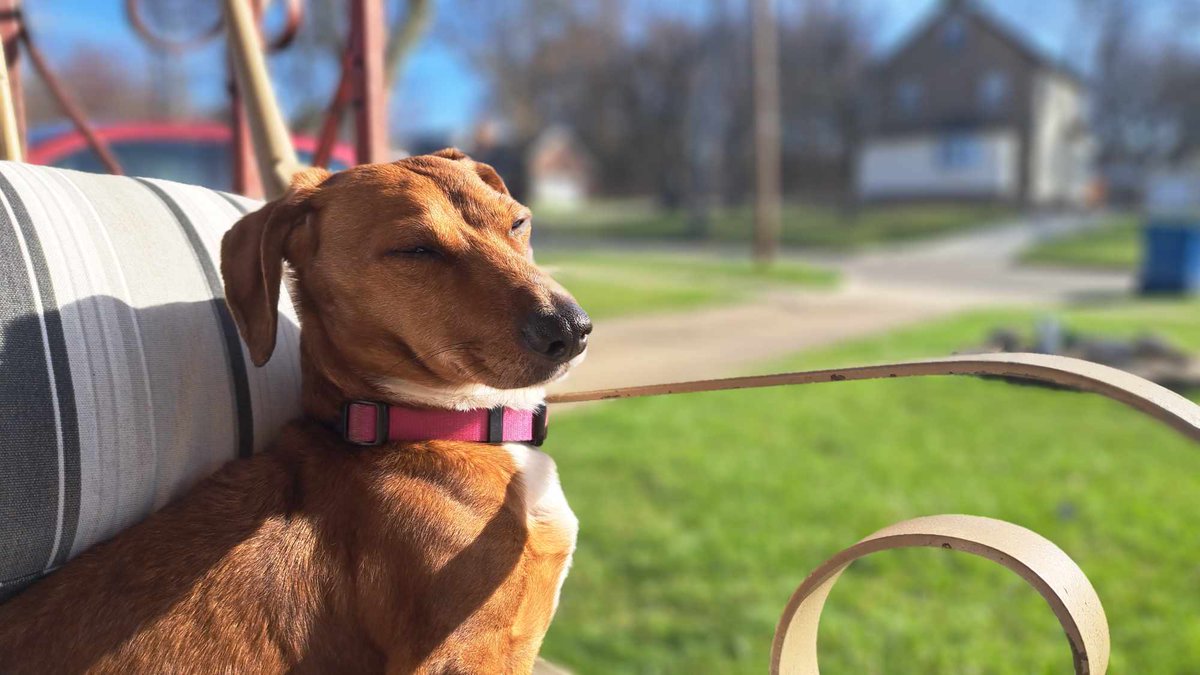 ThisIsSnoopDog's tweet photo. #DachshundFromOhio #Dachshund #DogsofOhio #DogsOfTwitter https://t.co/ujscggRdIE