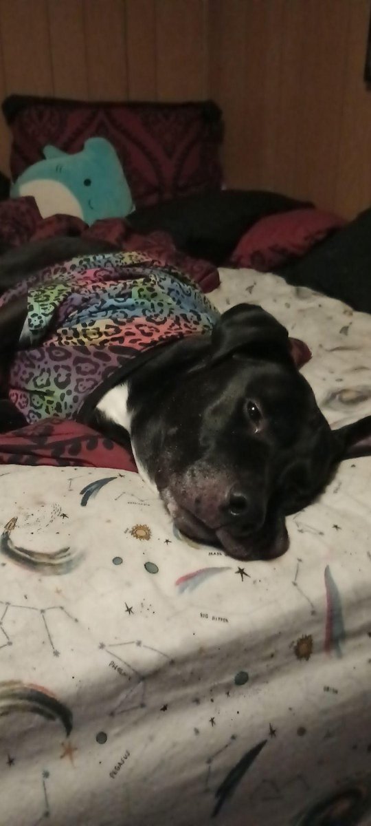 Briyja's tweet photo. This is Bruce Lee. #GMMReadyPetGo https://t.co/qIWhdt7jZQ