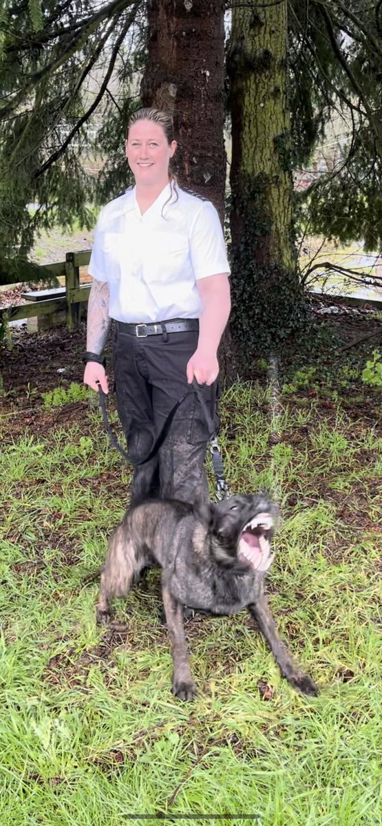 Last but not least on this very muddy wet day, a huge congratulations goes to GPD Mia and GPD Indi along with their handlers on passing their initial licenses. Both will be working at @HMP_Woodhill very well done to both teams. 👏👏👏 #MOJ #hmpps #servicedogs #workingdogs #NDTC