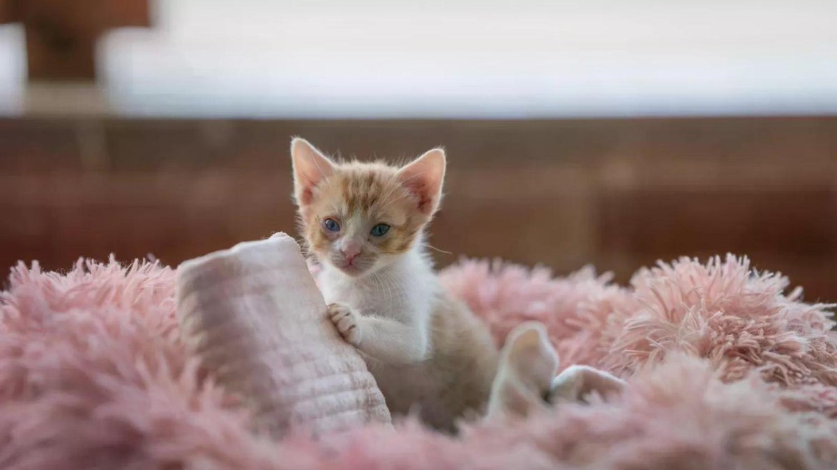 Kitten found 'paralyzed' in drain finally learns to walk—finds forever home newsweek.com/paralyzed-kitt…