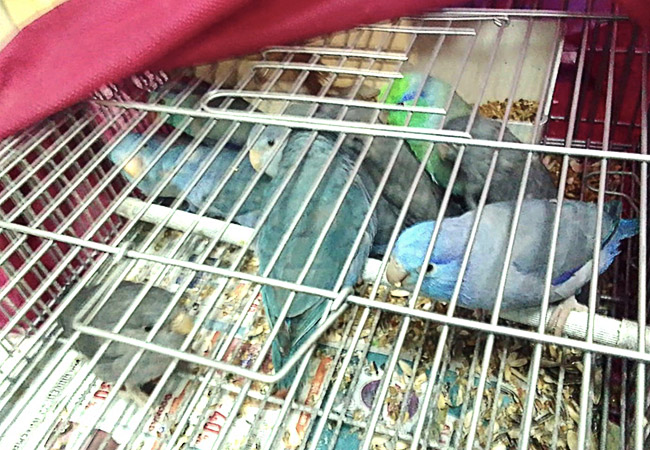 Sequestrati al Porto di Genova  37 Uccelli nascosti sotto il sedile di un auto radiobau.it/2024/03/12/seq…  <a href="/OIPAItalia/">OIPA Italia</a>