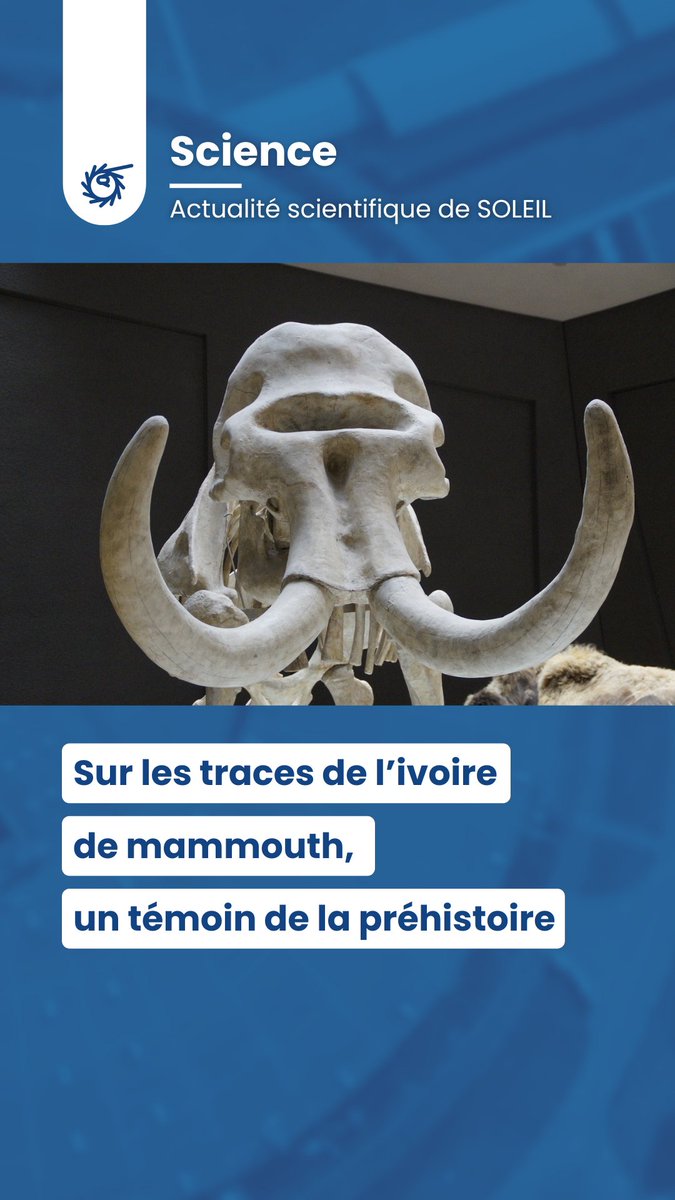 #Actu | #archéologie 🦣 « Sur les traces de l’ivoire de mammouth, un témoin de la préhistoire » @PUMA_Beamline #New_AGLAE @MuseeLouvre 👉synchrotron-soleil.fr/fr/actualites/…