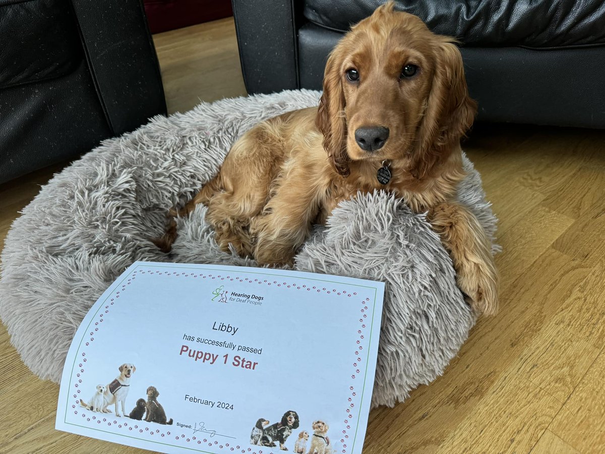HearingDogs's tweet image. Libby is having a well-deserved rest next to her  well-deserved certificate 🌟

Our clever cocker spaniel has passed the first stage of her training and she has been working on her basic cues like 'sit' and 'wait', as well as exploring lots of new sights, sounds and smells🐶🐾