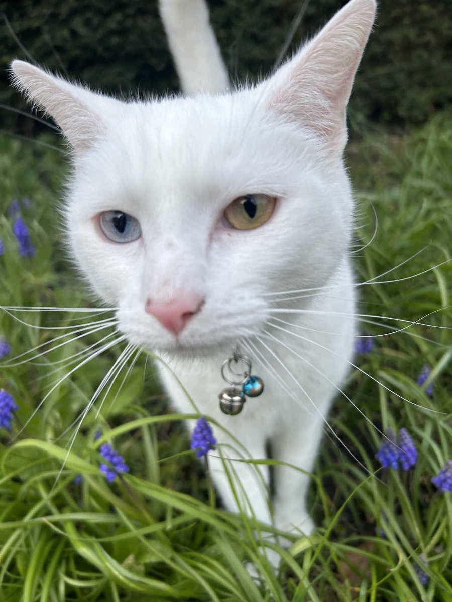 Just met the David Bowie of cats!