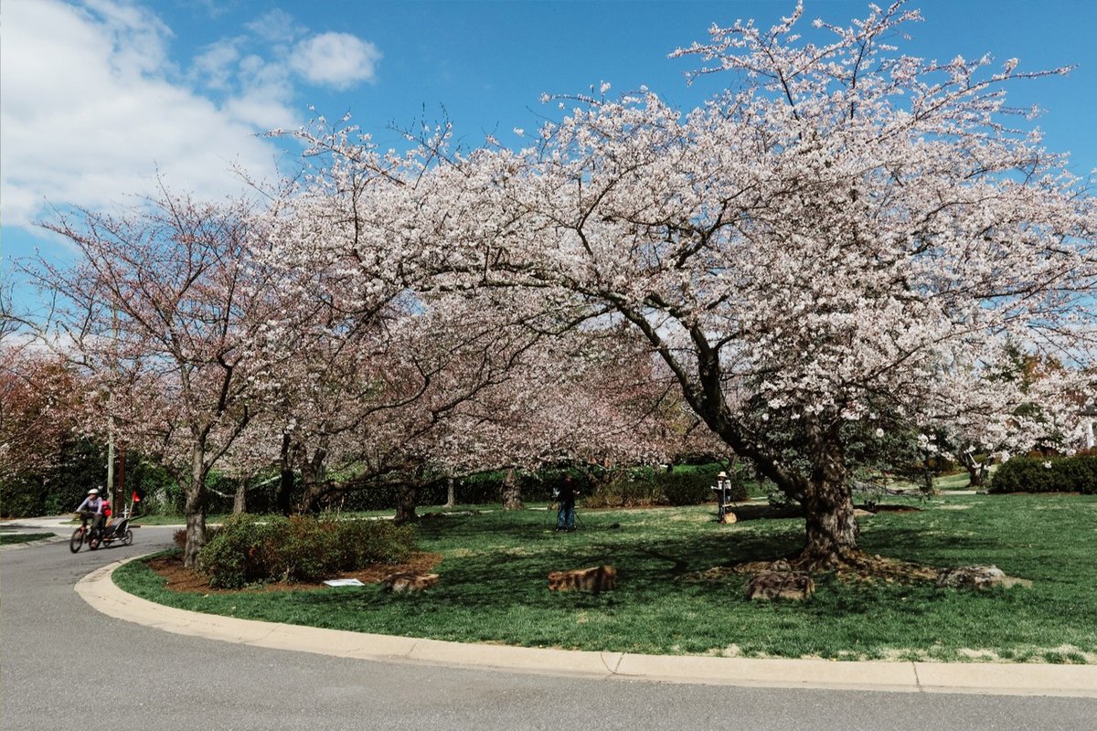 Get ready for peak bloom and go on a Cherry Blossom Ebike Tour! 🚲💮 Be on the lookout for our #mocomoment with @pedego in Bethesda, MD.👀 Learn more about the tour here: events.visitmontgomery.com/event/cherry_b…. #VisitMoCo #CherryBlossoms #MontgomeryMoment