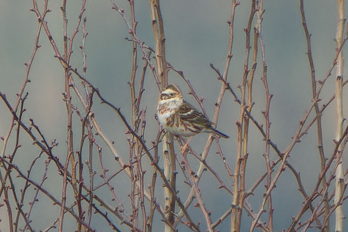 The Rustic Bunting at Helhoughton has been very elusive, but was seen again yesterday so may still be present. My photo here from Friday (and more, similarly distant ones, now on my cleybirds.com).